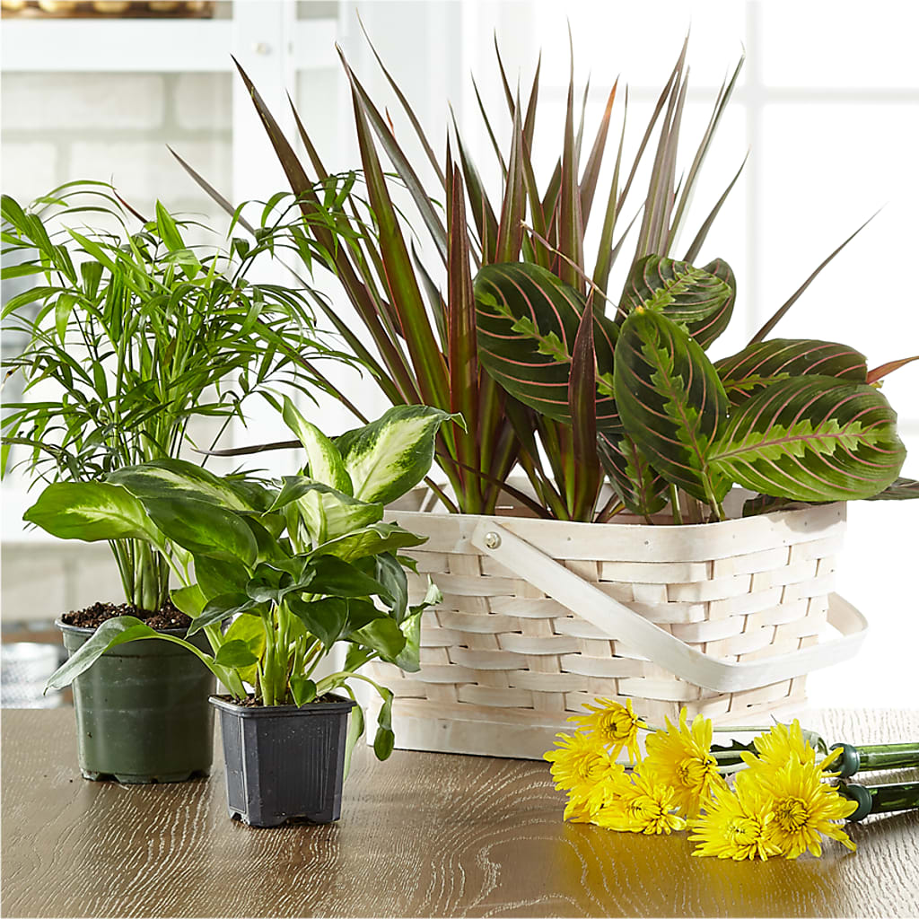 Florist Designed Blooming and Green Plants in a Basket – FLOWERS & GIFTS AT ROTH'S, Salem OR