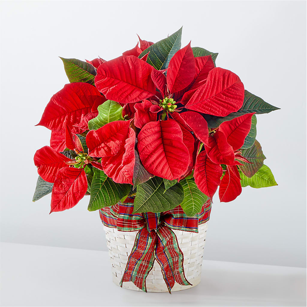 Happiest Holidays Poinsettia – FLOWERS & GIFTS AT ROTH'S, Salem OR