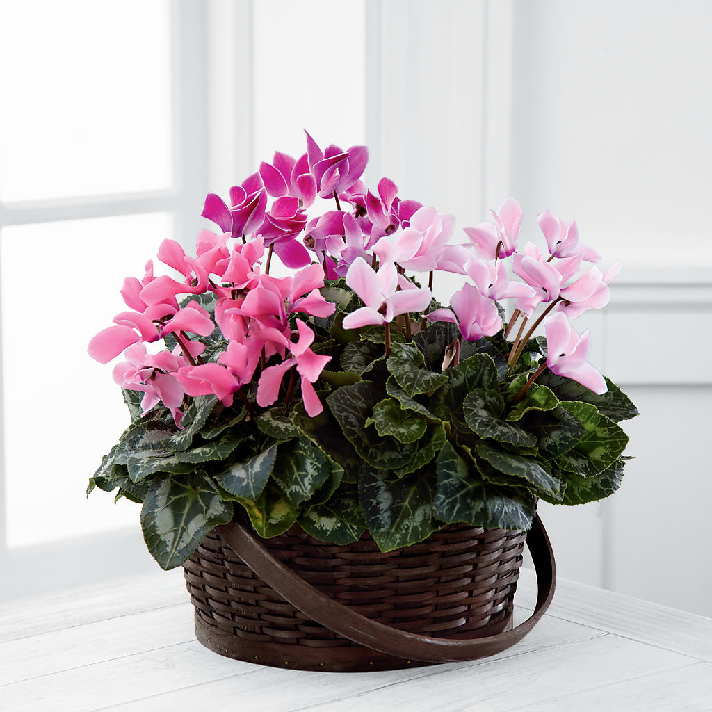 Mixed Cyclamen Planter – FLOWERS & GIFTS AT ROTH'S, Salem OR