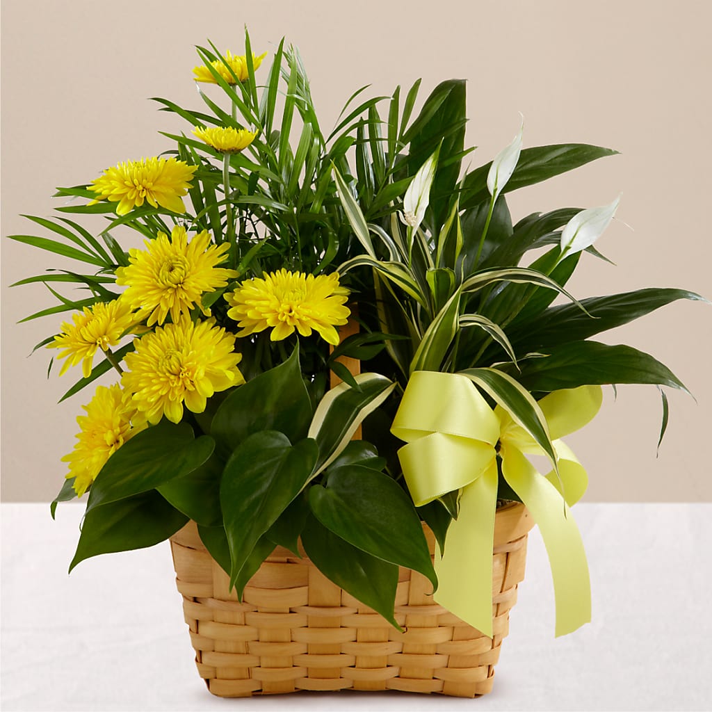 Loving Light Dishgarden – FLOWERS & GIFTS AT ROTH'S, Salem OR