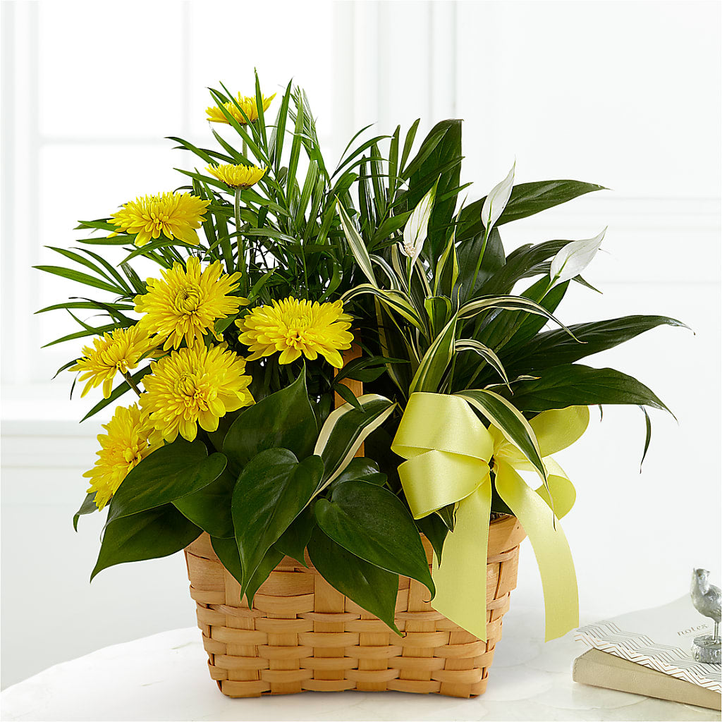 Loving Light Dishgarden – FLOWERS & GIFTS AT ROTH'S, Salem OR