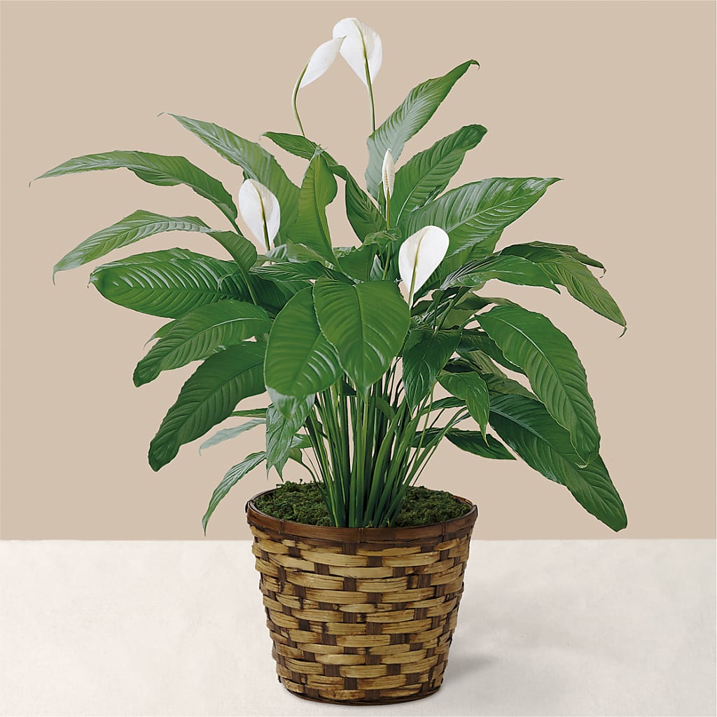 Tranquil Moments Peace Lily Plant – FLOWERS & GIFTS AT ROTH'S, Salem OR