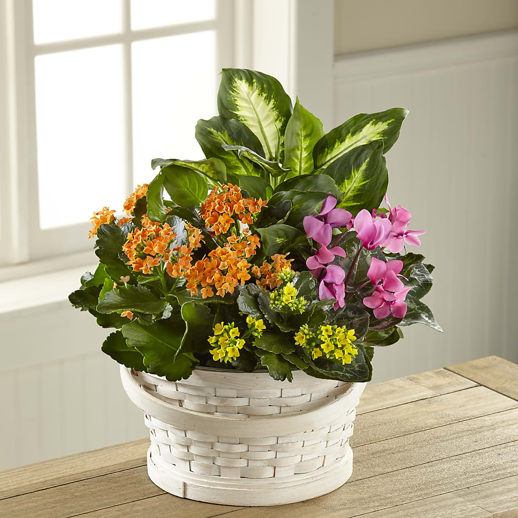 Color Crush Dishgarden – FLOWERS & GIFTS AT ROTH'S, Salem OR