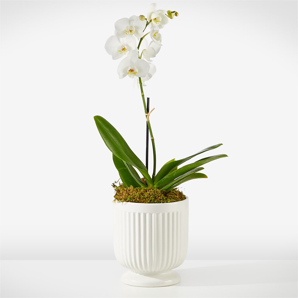 Whispering White Orchid – FLOWERS & GIFTS AT ROTH'S, Salem OR