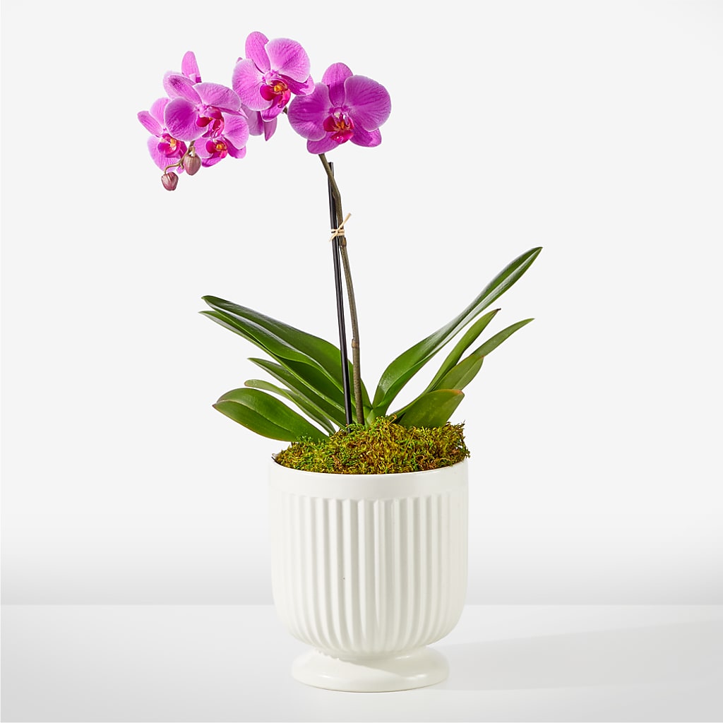 Friendly Fuchsia Orchid – FLOWERS & GIFTS AT ROTH'S, Salem OR