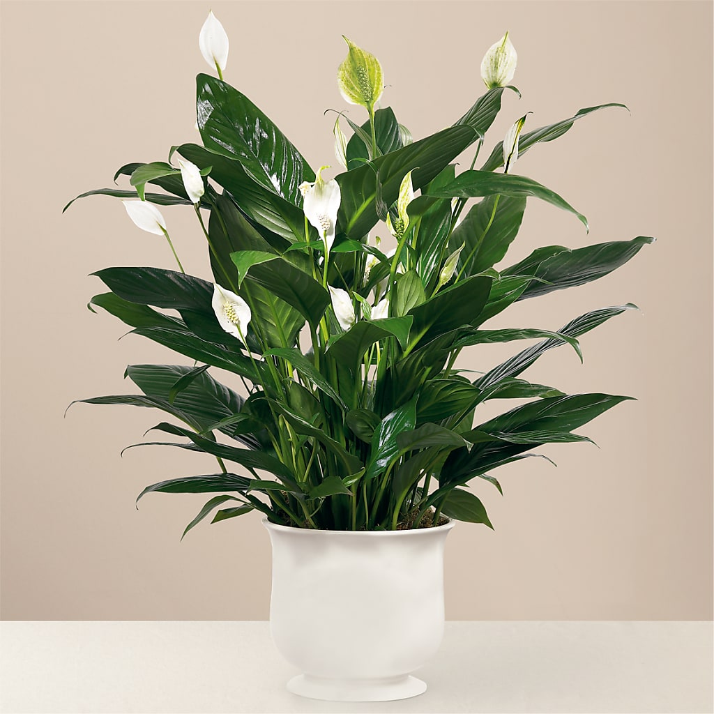 Comfort Planter – FLOWERS & GIFTS AT ROTH'S, Salem OR