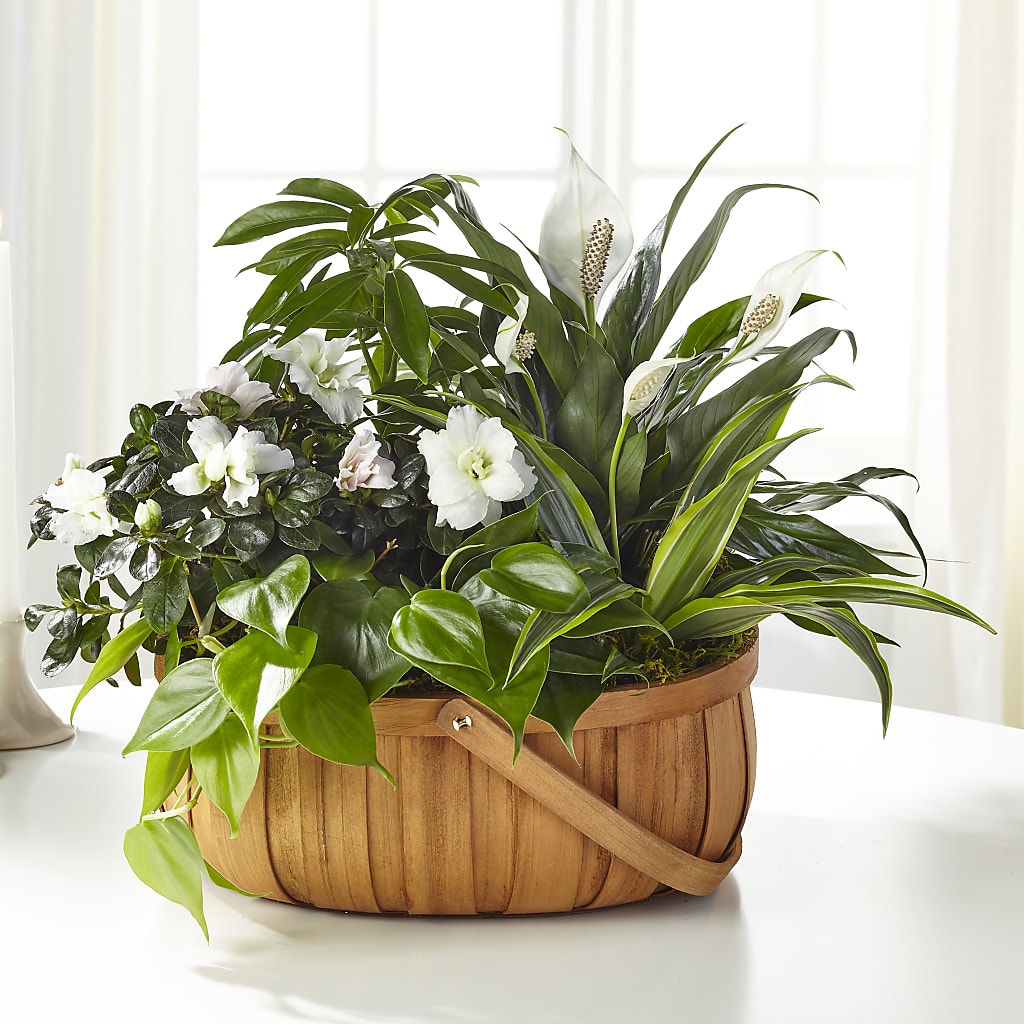 Serene Dishgarden – FLOWERS & GIFTS AT ROTH'S, Salem OR