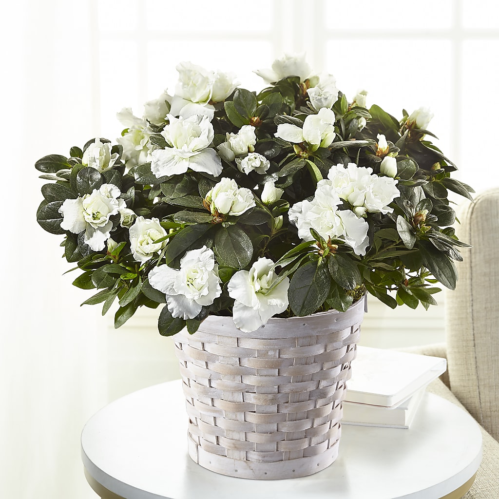 White Azalea Plant – FLOWERS & GIFTS AT ROTH'S, Salem OR