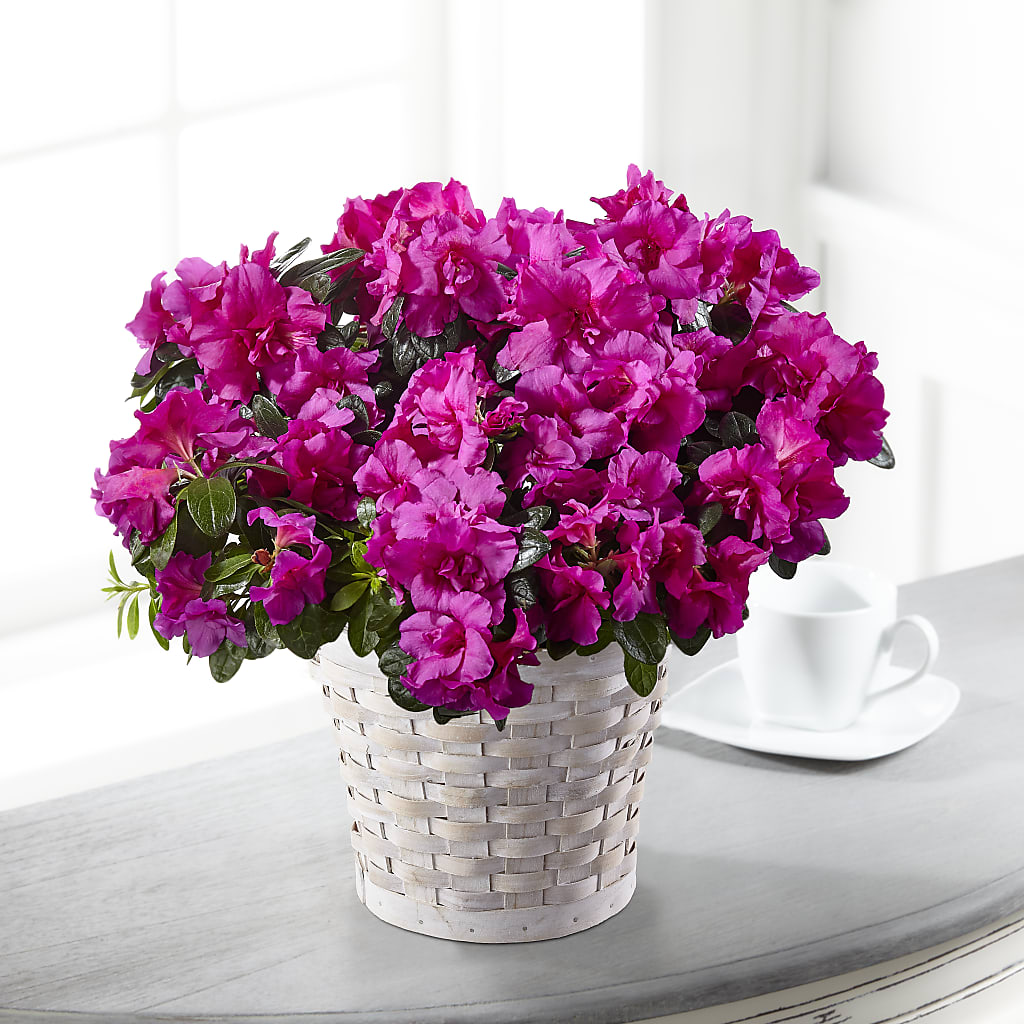 Hope & Serenity Azalea Plant – FLOWERS & GIFTS AT ROTH'S, Salem OR