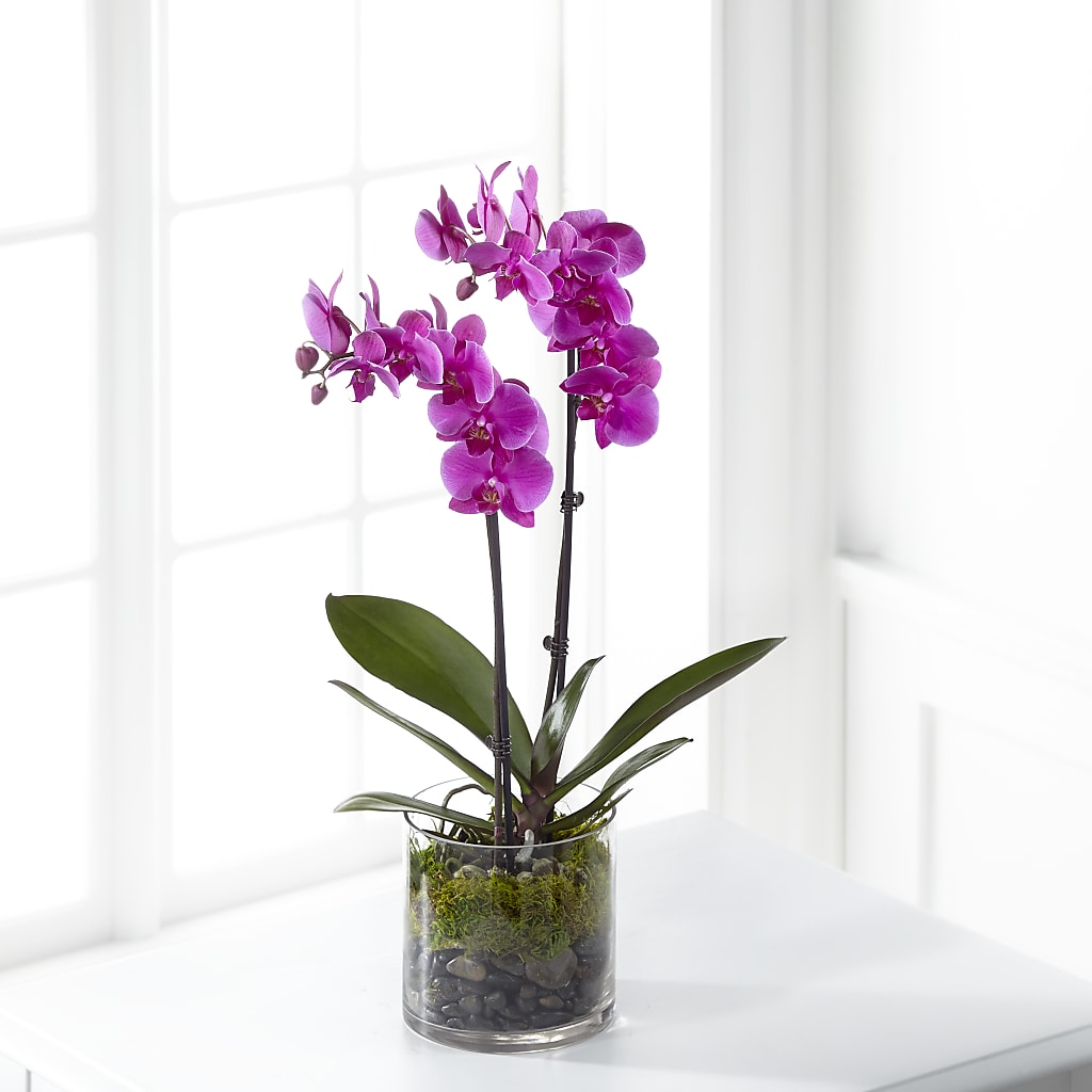 Pink Orchid Plant – FLOWERS & GIFTS AT ROTH'S, Salem OR
