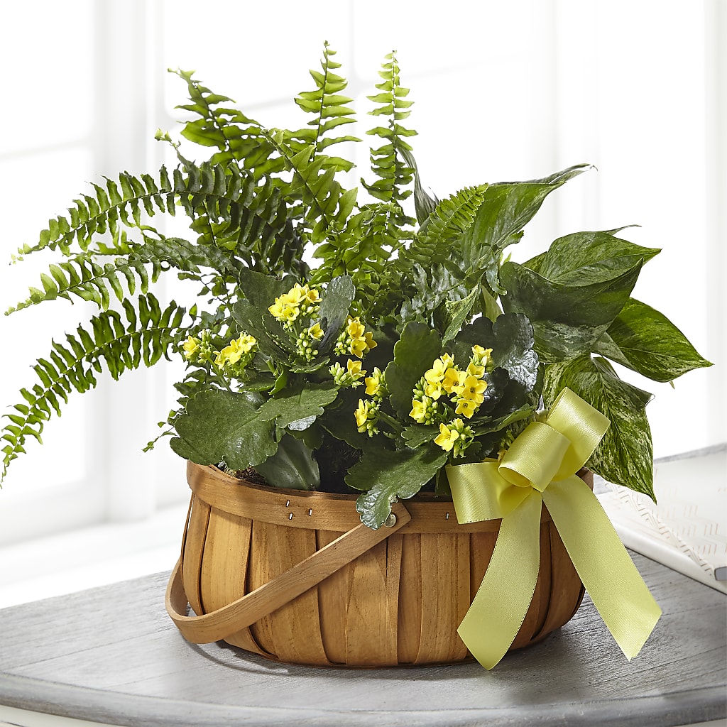 Always Dear Dishgarden – FLOWERS & GIFTS AT ROTH'S, Salem OR