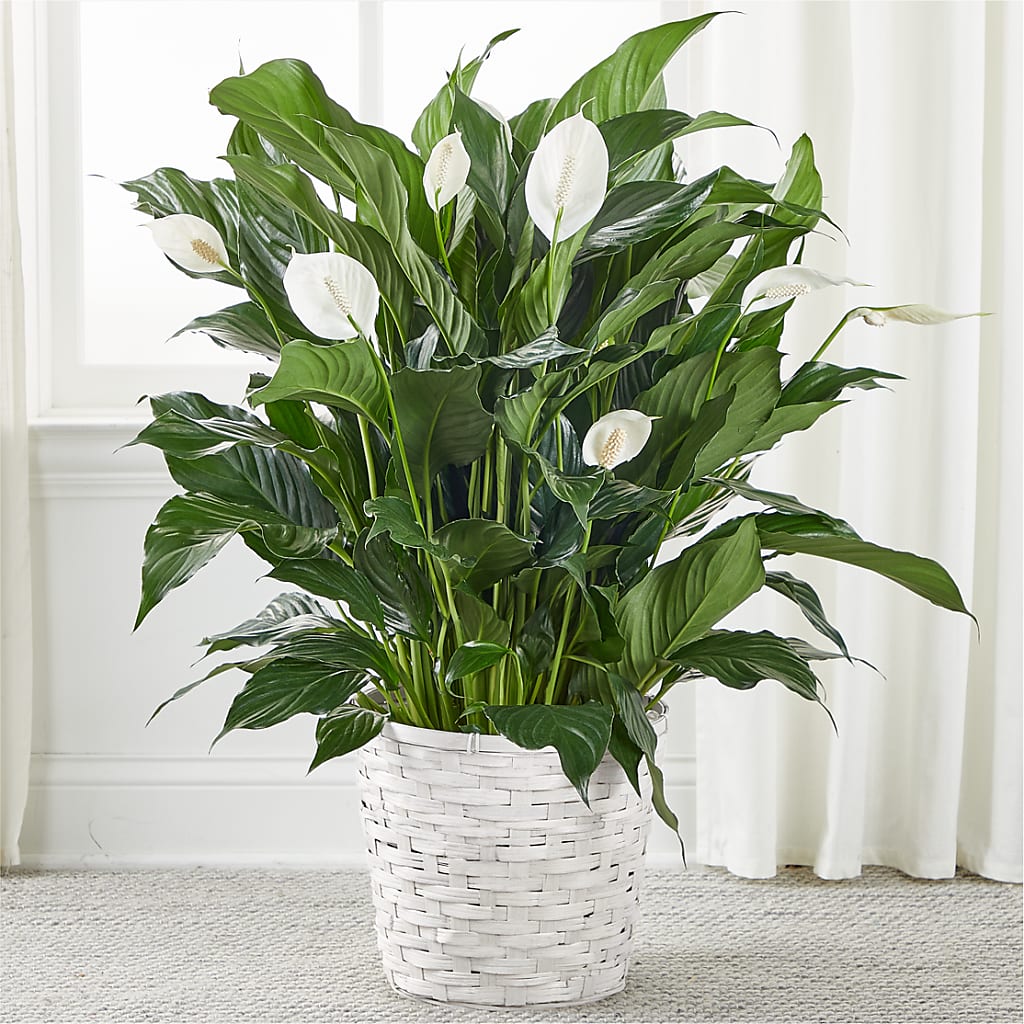 A New Leaf Peace Lily – FLOWERS & GIFTS AT ROTH'S, Salem OR