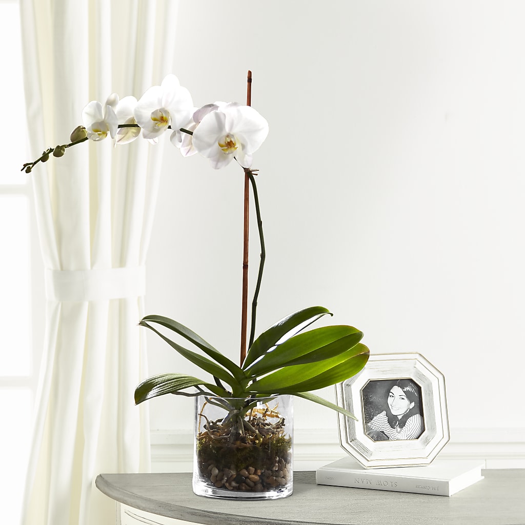 White Orchid Planter – FLOWERS & GIFTS AT ROTH'S, Salem OR
