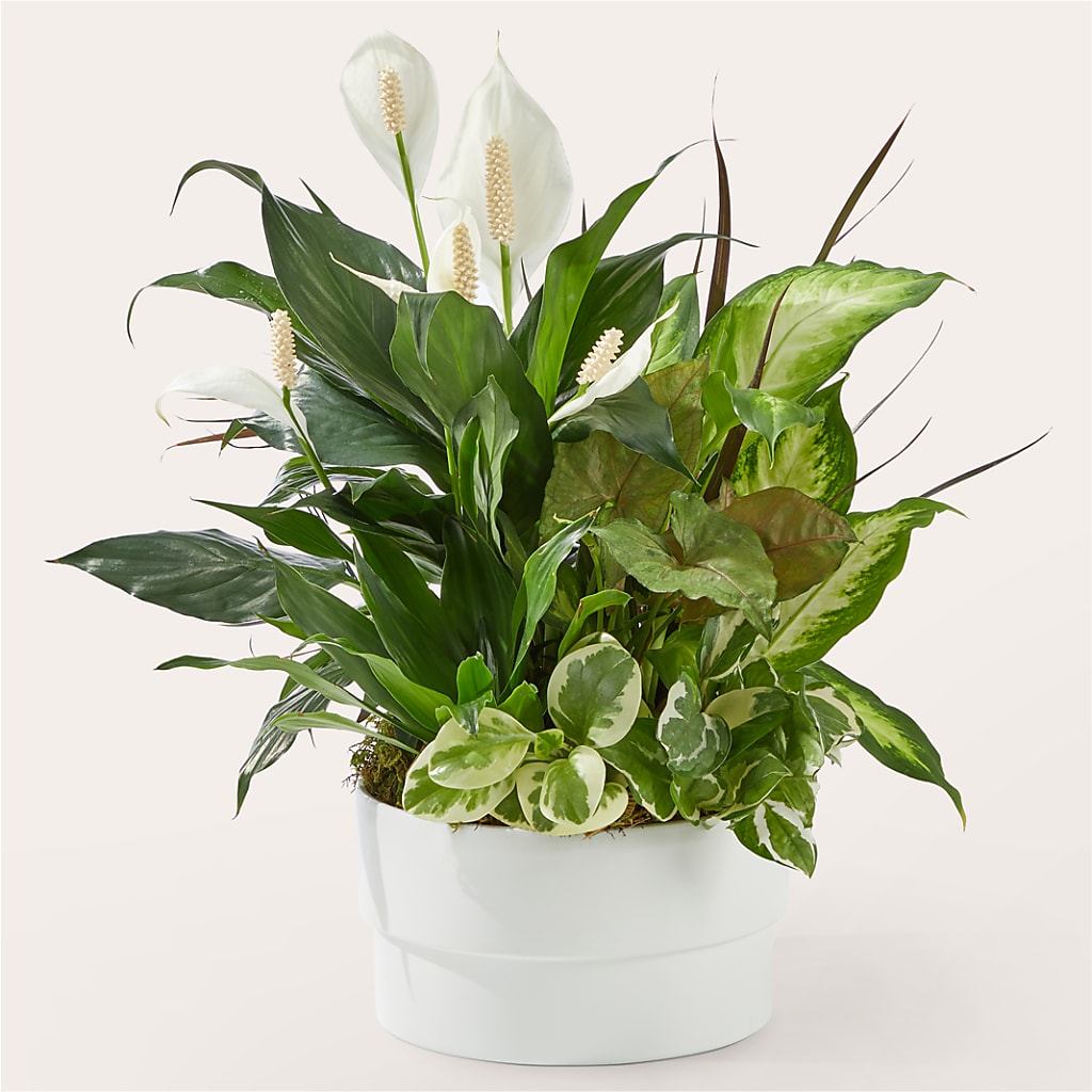 Radiating Positivity Dishgarden – FLOWERS & GIFTS AT ROTH'S, Salem OR