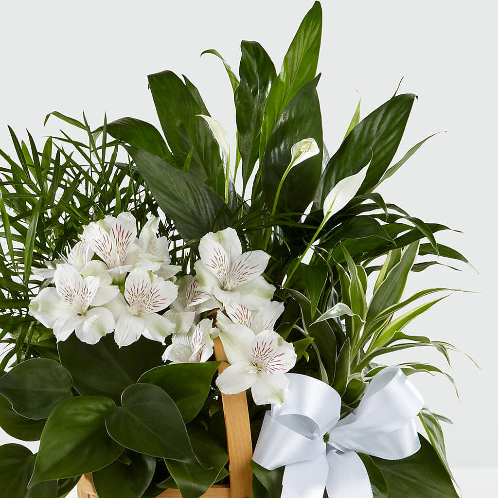 Peace & Serenity Dishgarden – FLOWERS & GIFTS AT ROTH'S, Salem OR