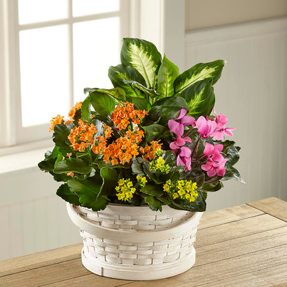 Color Crush Dishgarden – FLOWERS & GIFTS AT ROTH'S, Salem OR