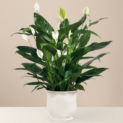 Comfort Planter – FLOWERS & GIFTS AT ROTH'S, Salem OR
