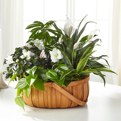 Serene Dishgarden – FLOWERS & GIFTS AT ROTH'S, Salem OR