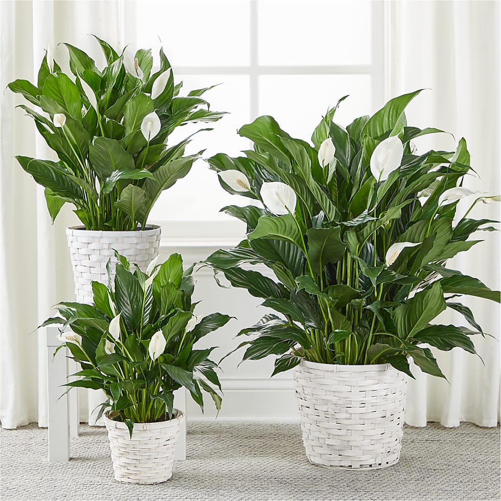 A New Leaf Peace Lily – FLOWERS & GIFTS AT ROTH'S, Salem OR