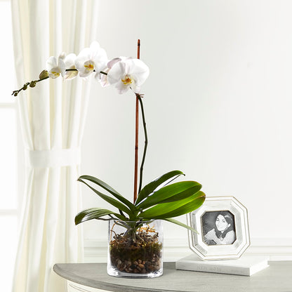 White Orchid Planter – FLOWERS & GIFTS AT ROTH'S, Salem OR