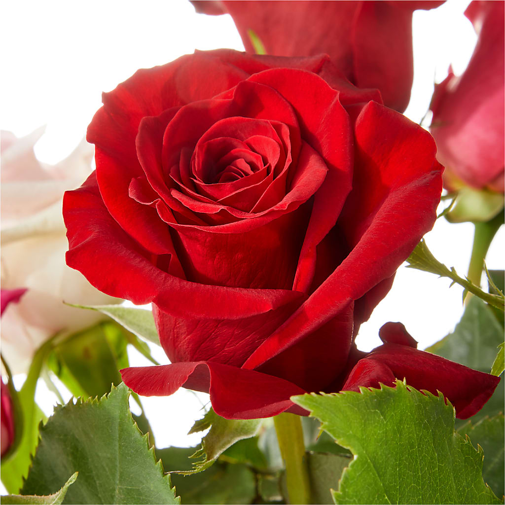 Love Notes Rose Bouquet – FLOWERS & GIFTS AT ROTH'S, Salem OR